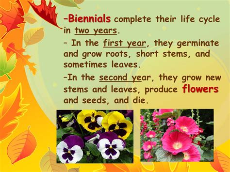 Biennials: Two Years of Delight