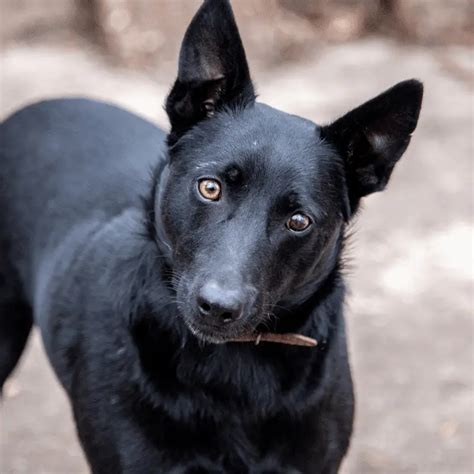 9 Breeds Of Black Dogs With Pointy Ears [with PHOTOS] Oodle Life