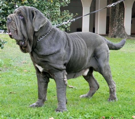 Big Neapolitan Mastiff Dog Breeds