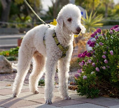 Big White Curly Haired Dog Breeds