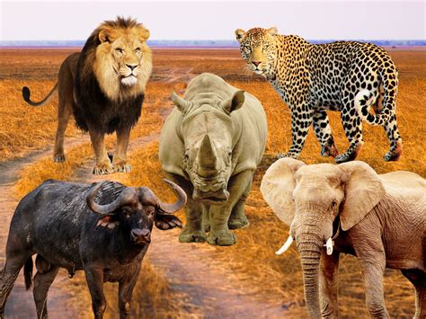 Big 5 Animals