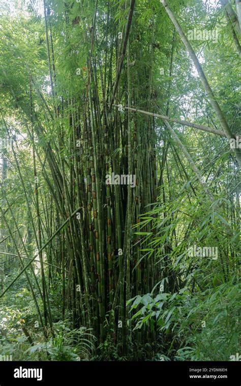 Big Bamboo