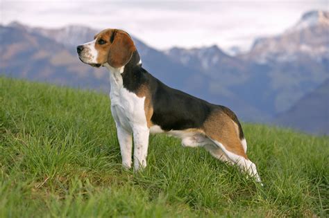 Big Beagle