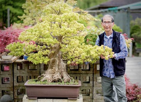Big Bonsai