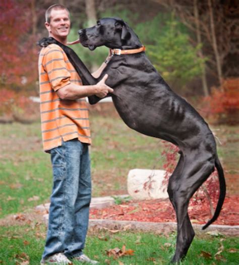 Big Doggy