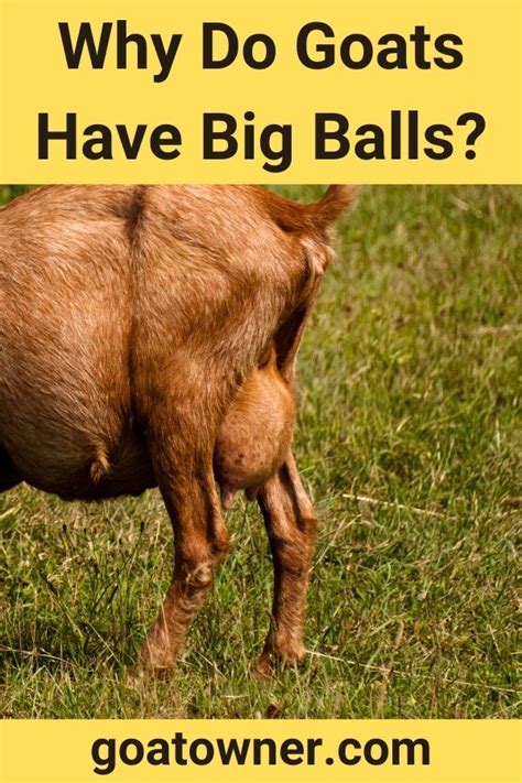 Big Goat Balls