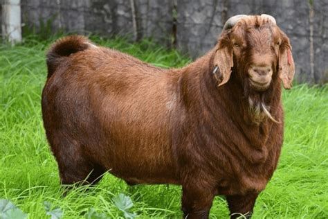 Big Goat Breeds