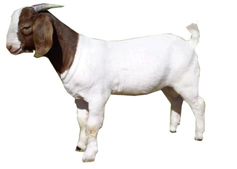 Big Goat Png