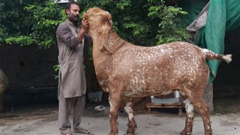 Big Goats In Pakistan