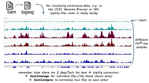 BigWig File Genomic Data Visualization