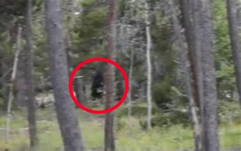 Bigfoot Sightings in Colorado: Is the Legend True?
