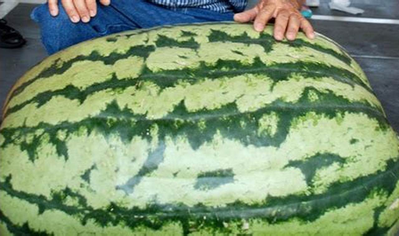 Biggest Watermelon In The World 2024
