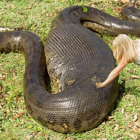 Anaconda