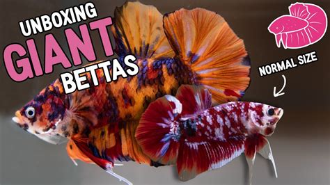 Biggest Betta Fish