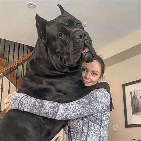 The biggest Cane Corso I have ever produced YouTube