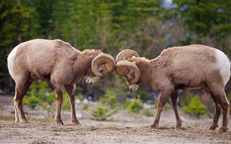 Bighorn Sheep Conservation