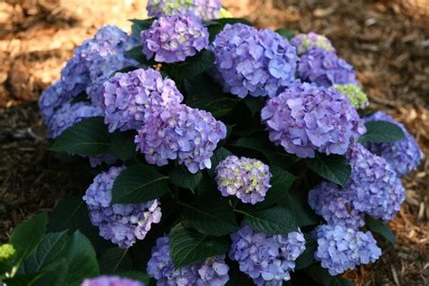 Bigleaf Hydrangeas (Hydrangea macrophylla)