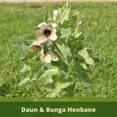 Biji Henbane