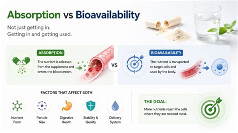Bioavailability: Better Absorption for Your Dog
