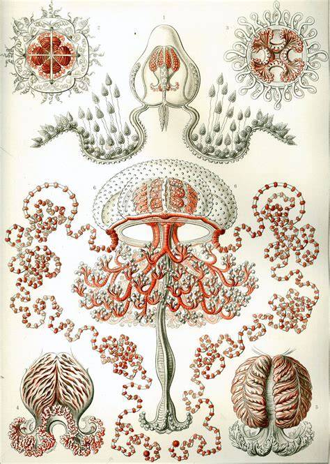 Examples of Biological Illustrations