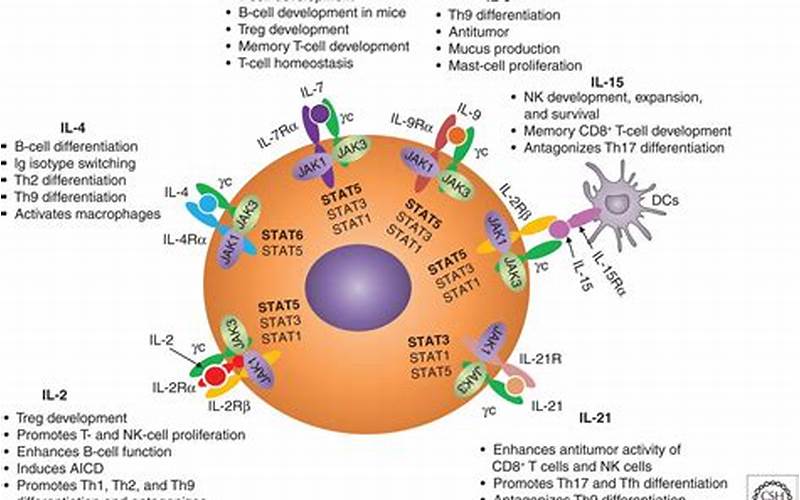 Biology Of Common Β Receptor Signaling Cytokines: En Djupgående Analys