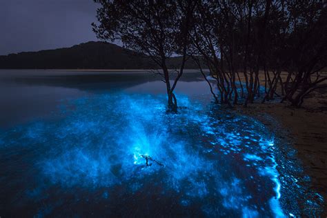 Bioluminescence Photography