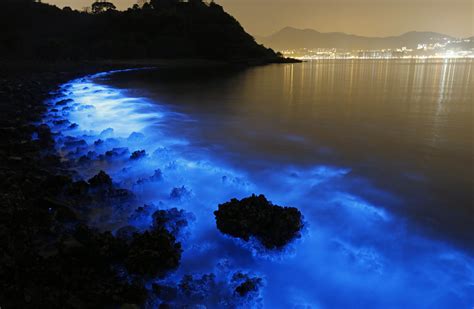Bioluminescence phenomenon