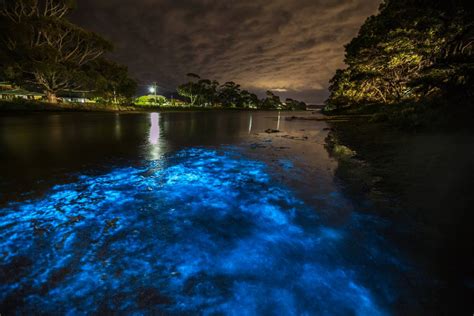 Bioluminescent Lagoon