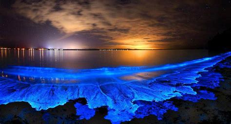 Bioluminescent Bays in Puerto Rico