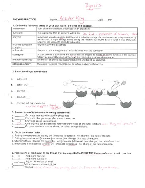 Biomolecules And Enzymes Practice Worksheet Answer Key