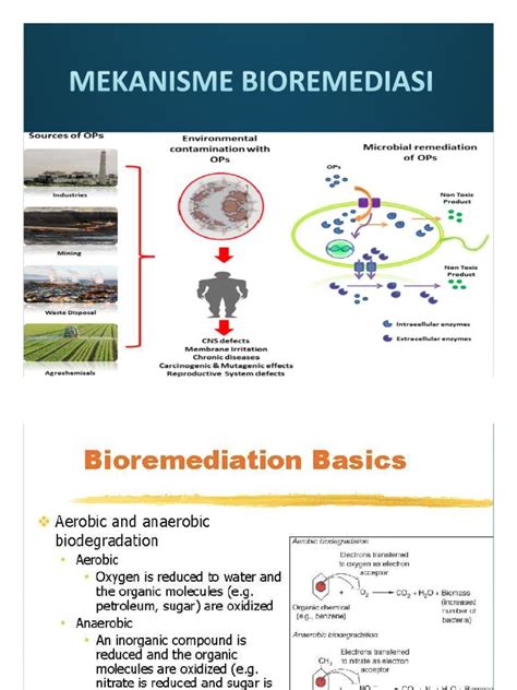 Bioremediasi