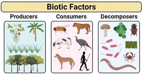 Biotic Factors Badu Mangroves Ecosystem