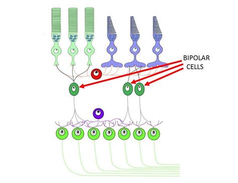 The Intriguing Functionality of Bipolar Cells: A Comprehensive Psychology Definition