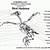 Bird Anatomy Skeleton
