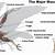 Bird Muscle Diagram