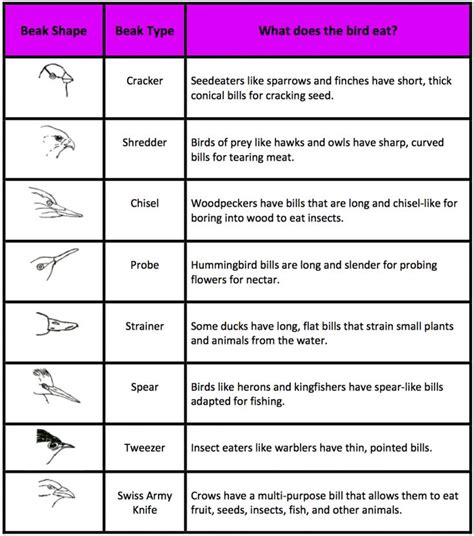 Bird Beaks And Feet Worksheet Answers
