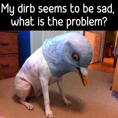 Bird Dog Meme