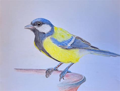 Vogelzeichnung