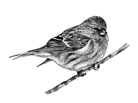 Bird Drawing Shading Techniques