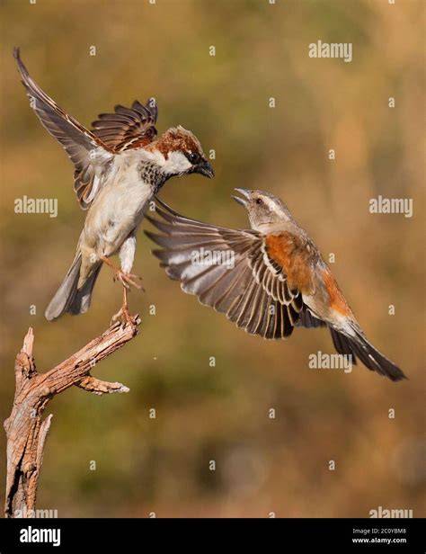 Bird Interaction Tips