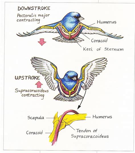 Bird Muscles