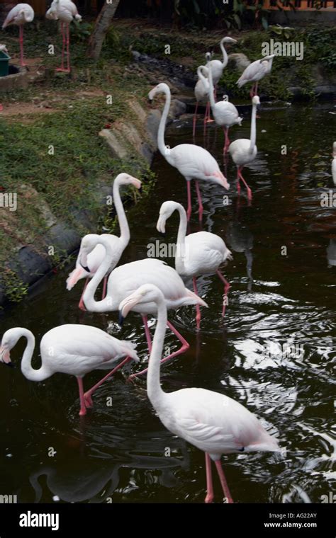 Bird Paradise Flamingos