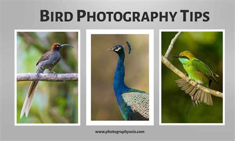 Bird Photography Tips