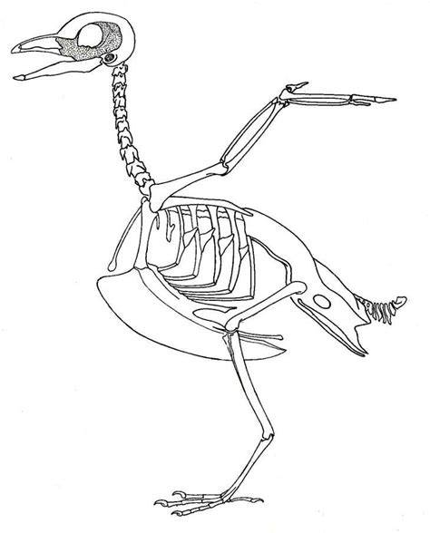 Bird Skeleton