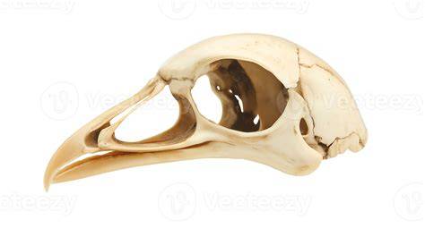 Bird Skull Beak