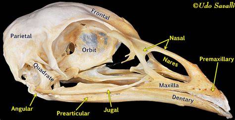 Bird Skull Cranium