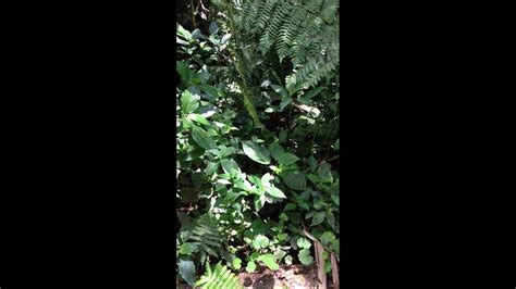 Bird Sounds Monteverde