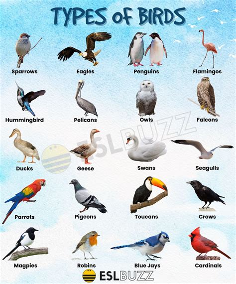 Bird Species