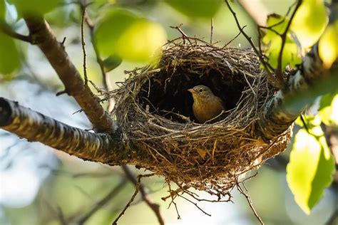 Bird Varieties Habitats
