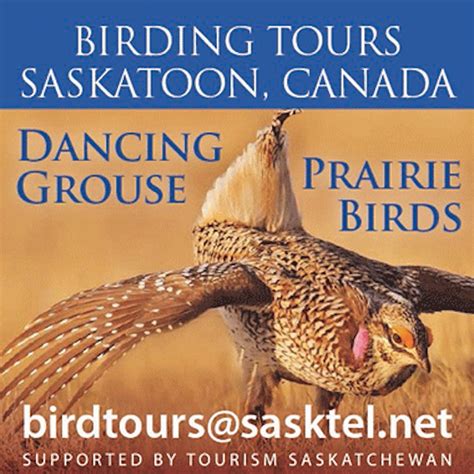 Bird Watching Saskatoon